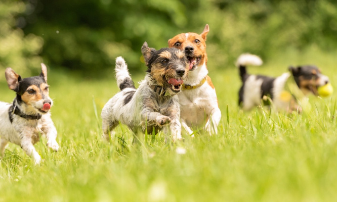 Pour la création d’un parc canin à Bruguières