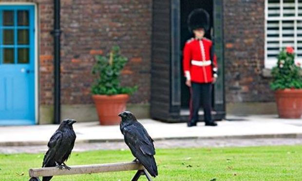 Stop à la coupe des ailes des corbeaux de la tour de Londres !