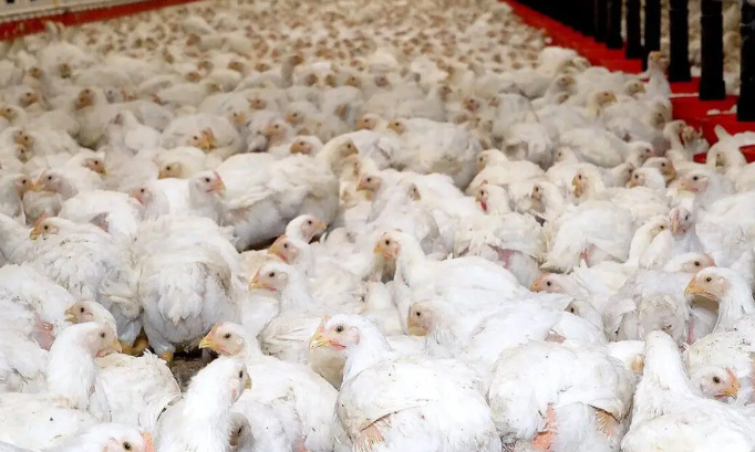 Non au projet d'élevage de 40000 poules à Gressey (Yvelines 78)