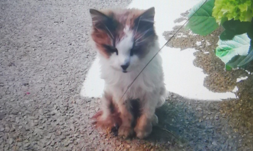 Urgent : Pour la prise charge médicale de Princesse la pauvre chatte de 13 ans, ainsi que la condamnation de sa propriétaire !