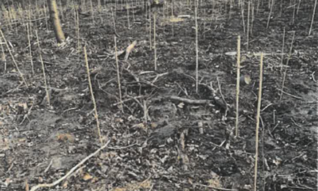 Pétition pour la mise en place d’une vision partagée du Bois de Vincennes