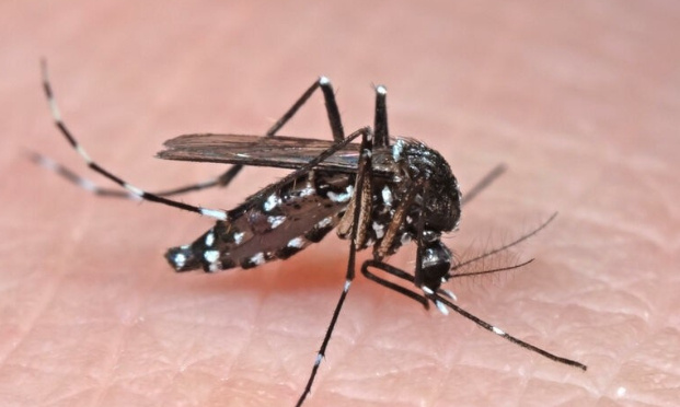 Pour un traitement anti-moustique