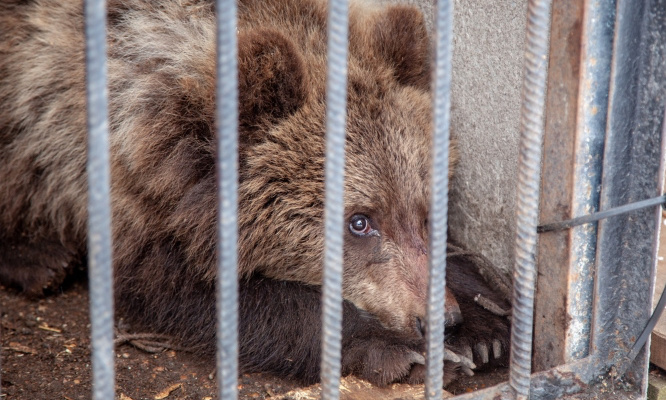 Urgent : Stop aux fermes à ours !
