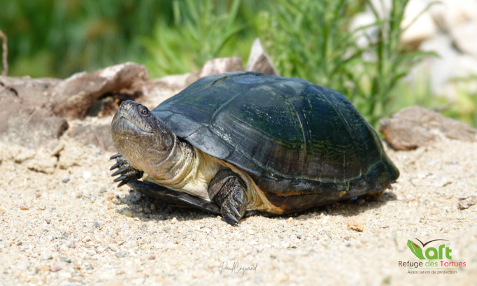 Stop à la vente en masse de tortues Africaines en France !