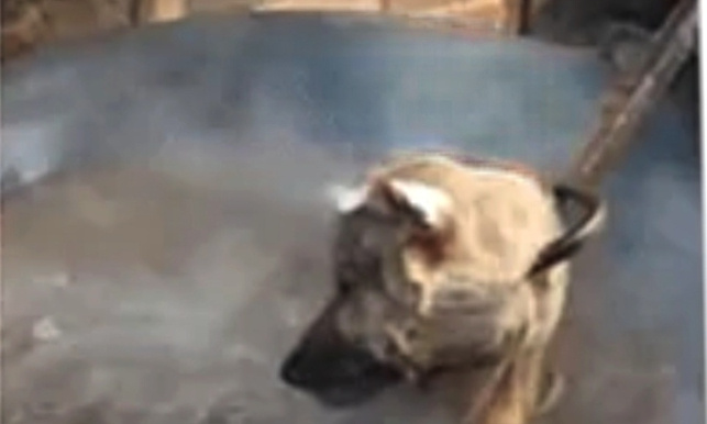 Un chien bouilli vivant. Stop à l'enfer ! Festival de la barbarie à Yulin en Chine