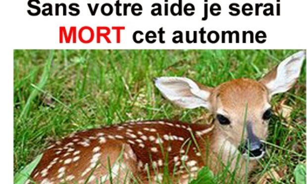 Sauvez les 70 cerfs d'un massacre cruel et inutile par la Ville de Longueuil