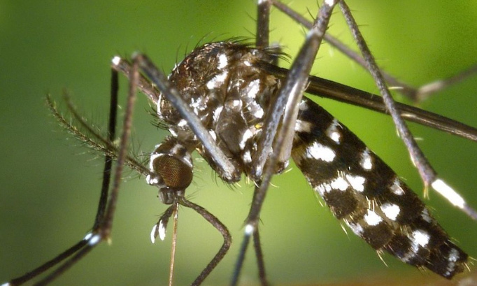 Plus de moustiques à Villiers-sur-Orge