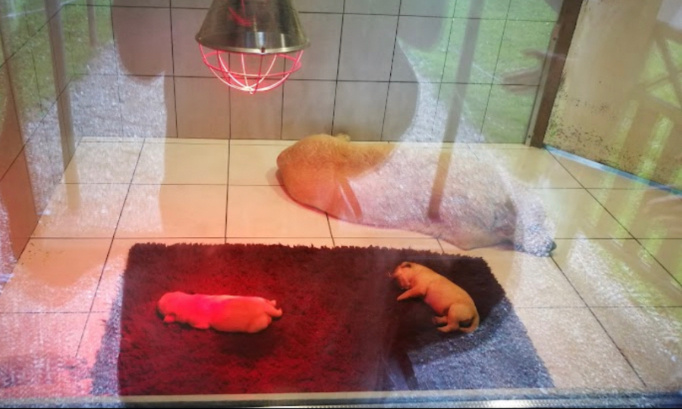 Stop au calvaire des chiens au parc de l&rsquo;horreur! (France⚠️)