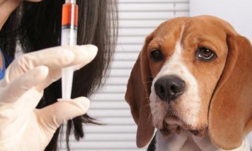 Stop à la survaccination des chiens !