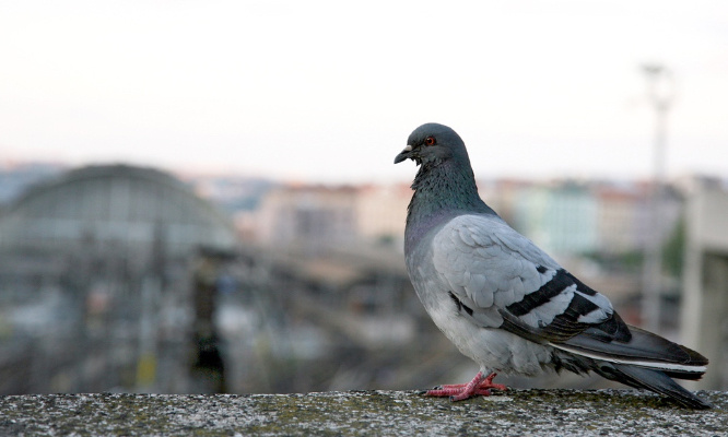STOP aux massacres des pigeons !