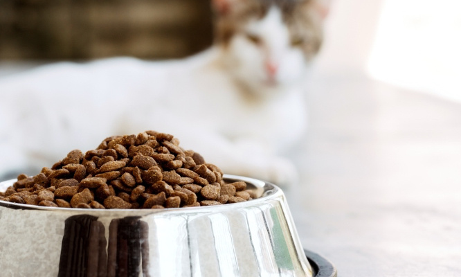 Pour une nourriture saine pour nos chats, stop à l'empoisonnement par des ingrédients !