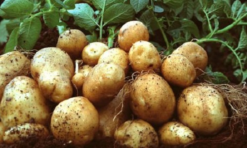 Pour l'autorisation d’importation des pommes de terre de Dhorpatan- Népal !