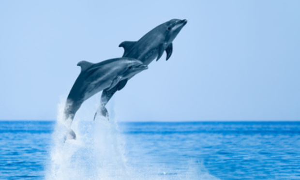 Pour la préservation des dauphins !