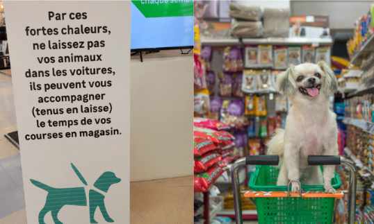 Pour l'autorisation des animaux de compagnie dans les magasins lors des fortes chaleurs !