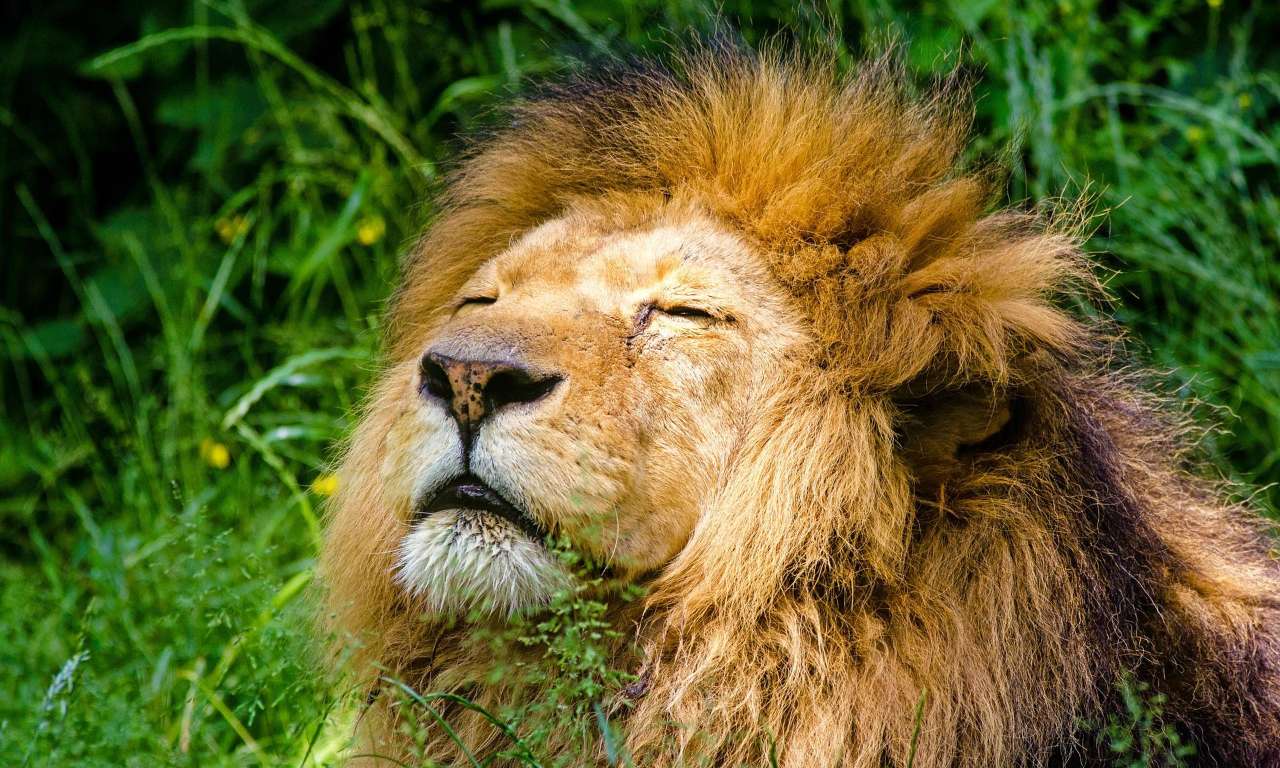 Assurons un avenir aux animaux des cirques !