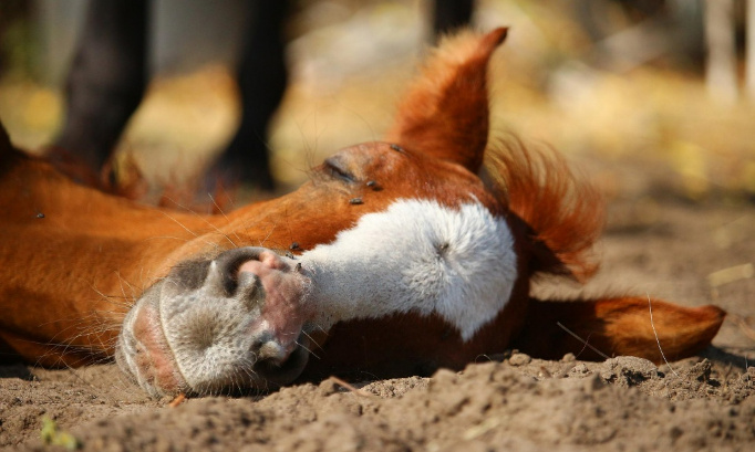 STOP à l’exploitation des équidés par temps de canicule