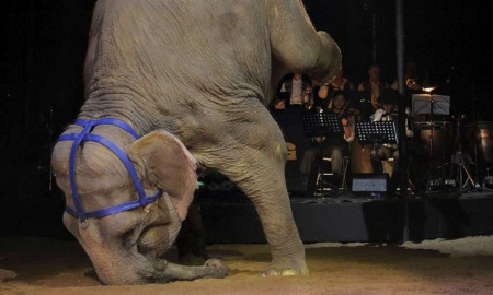Stop aux cirques avec animaux à Annonay