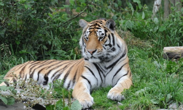 Pour la protection des tigres !