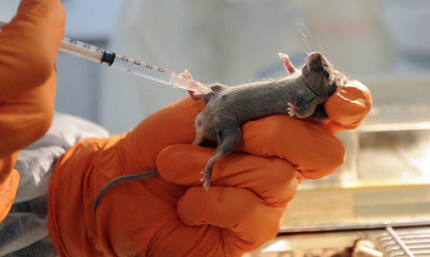 Les test sur animaux