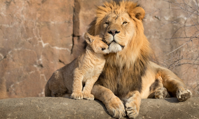 Urgence extinction : STOP au massacre des lions !