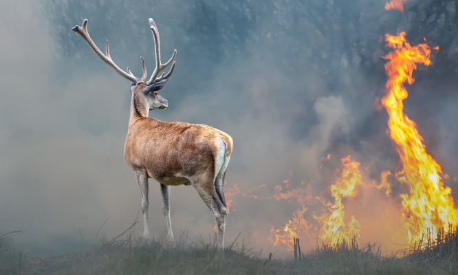 Incendies et canicule : Pour l'interdiction de la chasse en 2022/2023