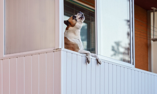 L'enfer des aboiements de chiens en lotissement !