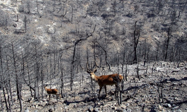 Interdiction de la chasse dans les territoires touchés par les incendies