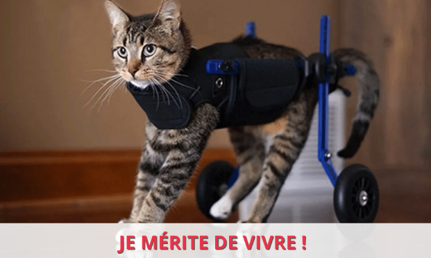 Chats handicapés : ils méritent de vivre !