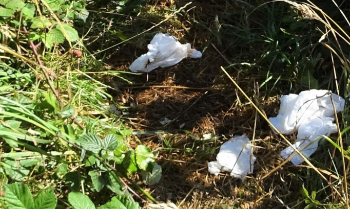 STOP aux excréments humains et canins, papier toilette dans la nature en Presqu’île de Roscanvel