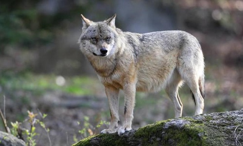 Oui aux loups des Vosges