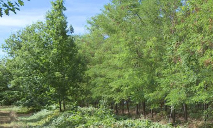 NON AU MASSACRE DE 20 HECTARES DU MAS DE REST A GAILLAC