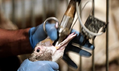 Pour que Top Chef ne fasse plus la promotion de la souffrance animale avec le foie gras !