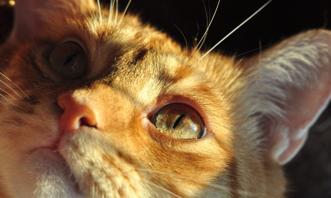 Arrêtons le massacre des animaux tués par pure cruauté humaine !