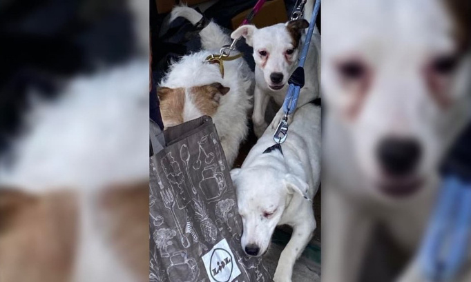 Justice pour les 12 chiens laissés à l'abandon par leur propriétaire !