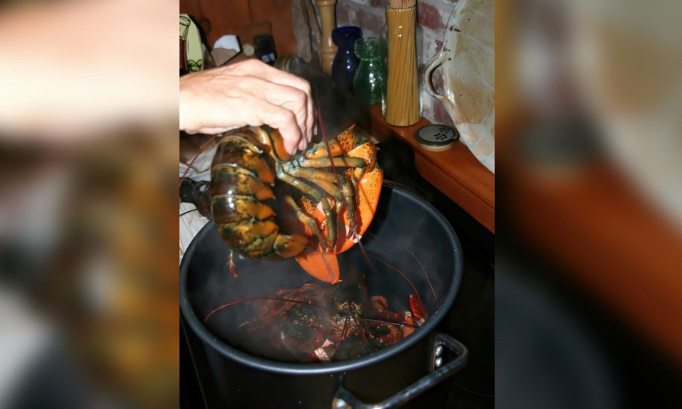 Stop à la cuisson des homards et des crabes vivants