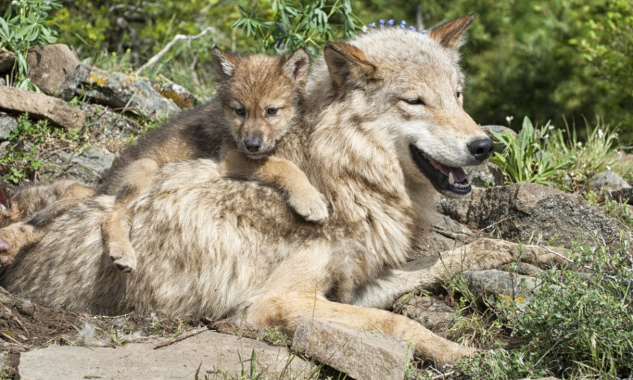 Stop à la chasse du loup en période de reproduction !