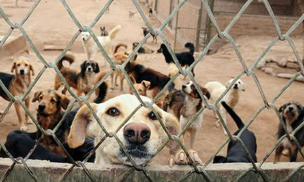 Pour nos amis à quatre pattes : un soutien du gouvernement pour les refuges d'animaux au Pérou