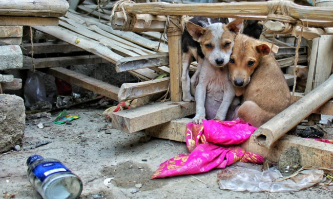 Nos compagnons sans voix méritent aussi une vie digne: Auberges municipales et régionales pour animaux abandonnés au Pérou