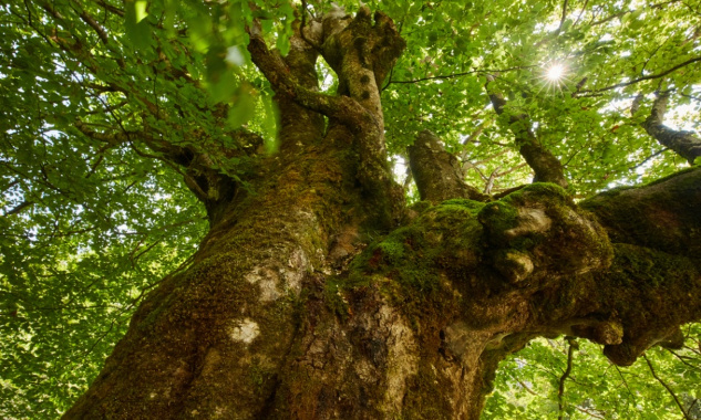 Contre l'abattage des arbres centenaires : Dolmen de la Roche aux Fées (35)