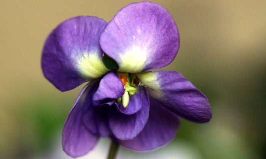 Renommer la table Mario en table Violettes