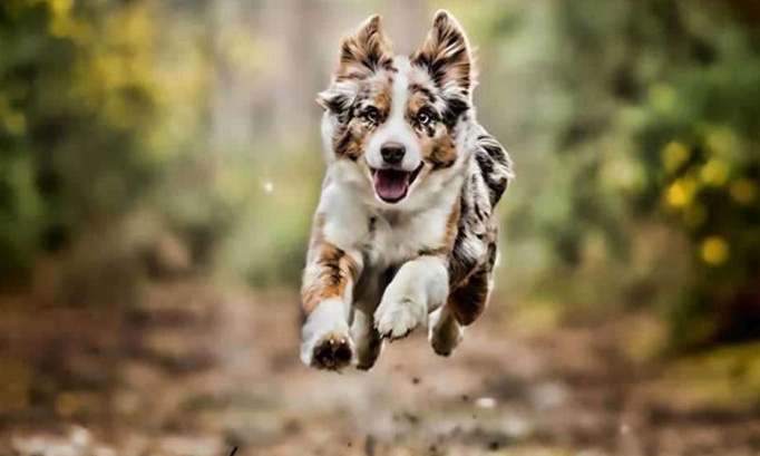 Pour un espace de jeux canin au parc Montsouris