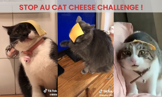 Cat Cheese Challenge : stop à cet acte de maltraitance banalisé sur les chats !