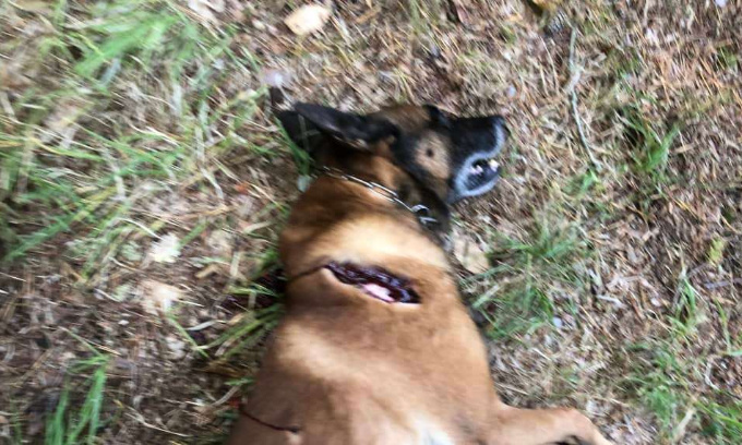 Malinois tué par un chasseur : Nos chiens ne doivent plus être des victimes collatérales !