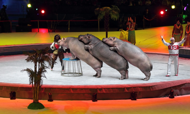 Non aux 5 félins et à l'hippopotame du cirque Muller !