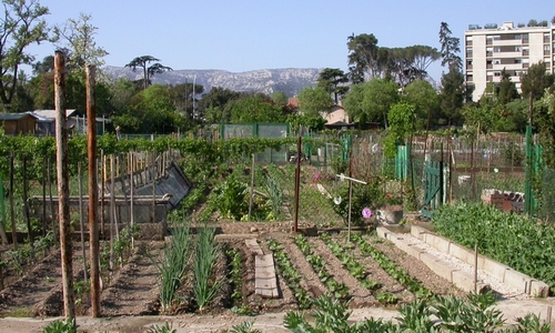 Sauvons les Jardins Familiaux de Mazargues à Marseille : 4 hectares de nature sacrifiés !