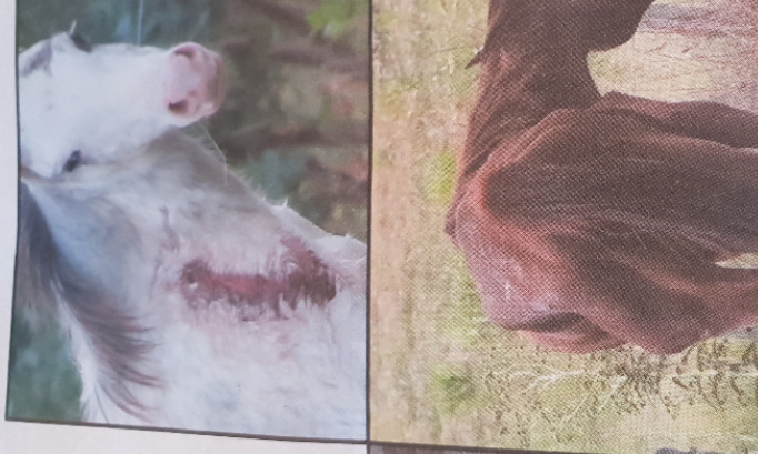 Mettre fin au calvaire v&eacute;cu par les juments dans les" fermes &agrave; sang"