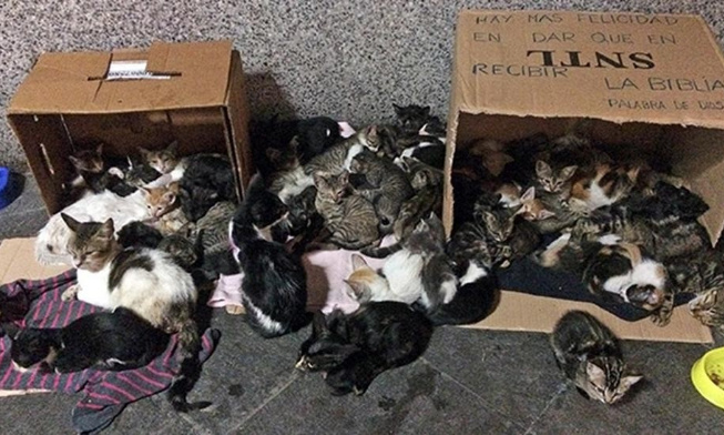 Pour la stérilisation des chats à Lima afin de réduire la population des chats errants