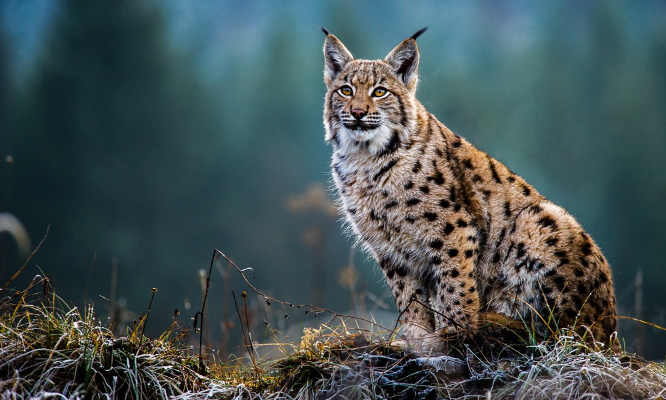 Il est urgent de sauver la population de lynx en France !