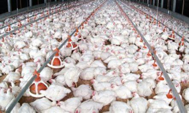 Non à l'élevage intensif !