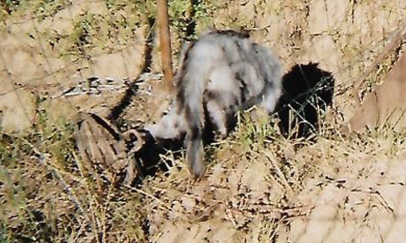Justice pour le petit chat, mort à cause d’un piège à loup interdit depuis plus de 38 ans !